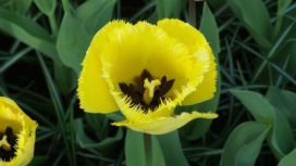 2014-04-17 Holland Tulips 12.jpg